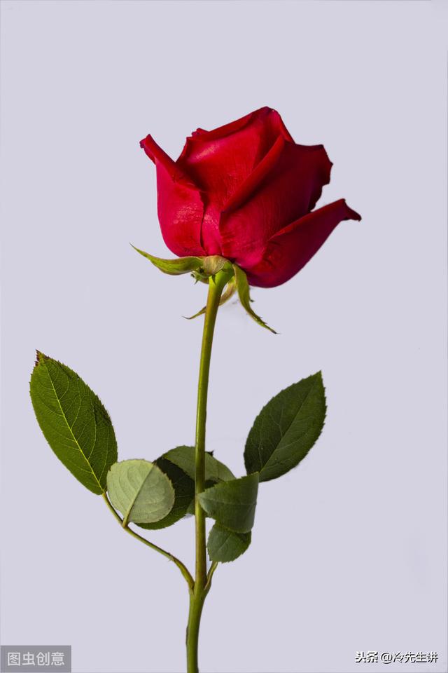 6个国家关于玫瑰花的不同的传说